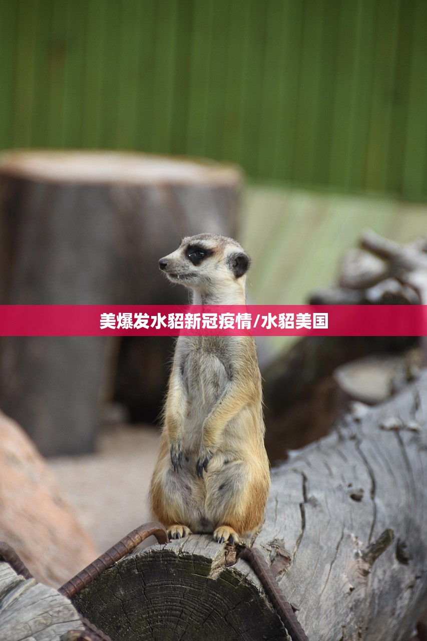 美爆发水貂新冠疫情/水貂美国