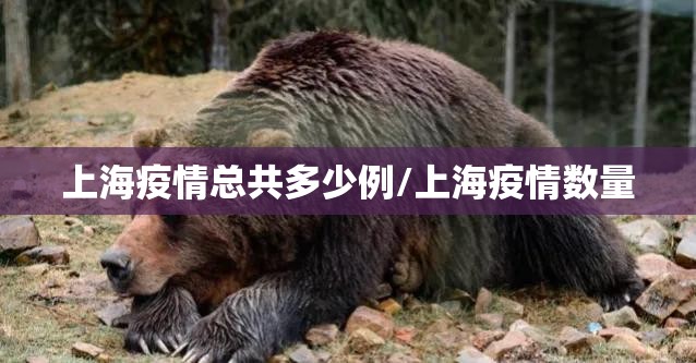 上海疫情总共多少例/上海疫情数量