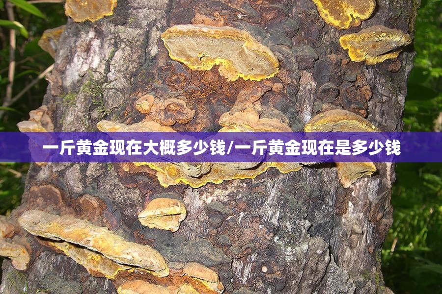 一斤黄金现在大概多少钱/一斤黄金现在是多少钱 一斤黄金现在大概多少钱/一斤黄金现在是多少钱