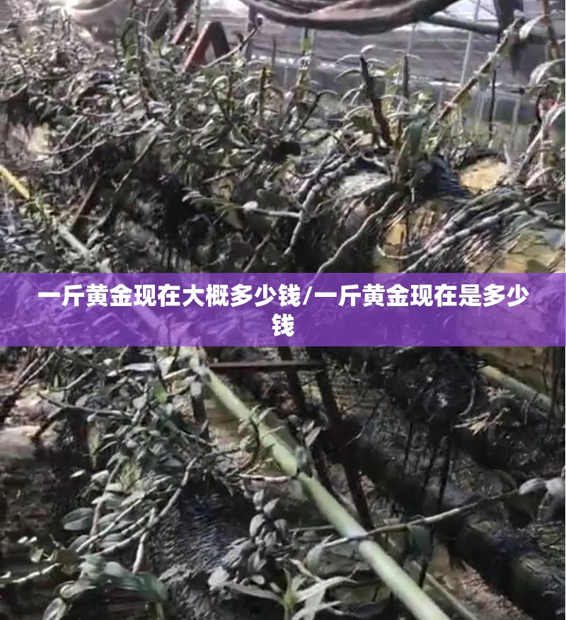一斤黄金现在大概多少钱/一斤黄金现在是多少钱 一斤黄金现在大概多少钱/一斤黄金现在是多少钱