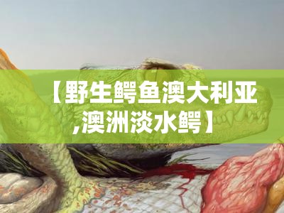 【野生鳄鱼澳大利亚,澳洲淡水鳄】