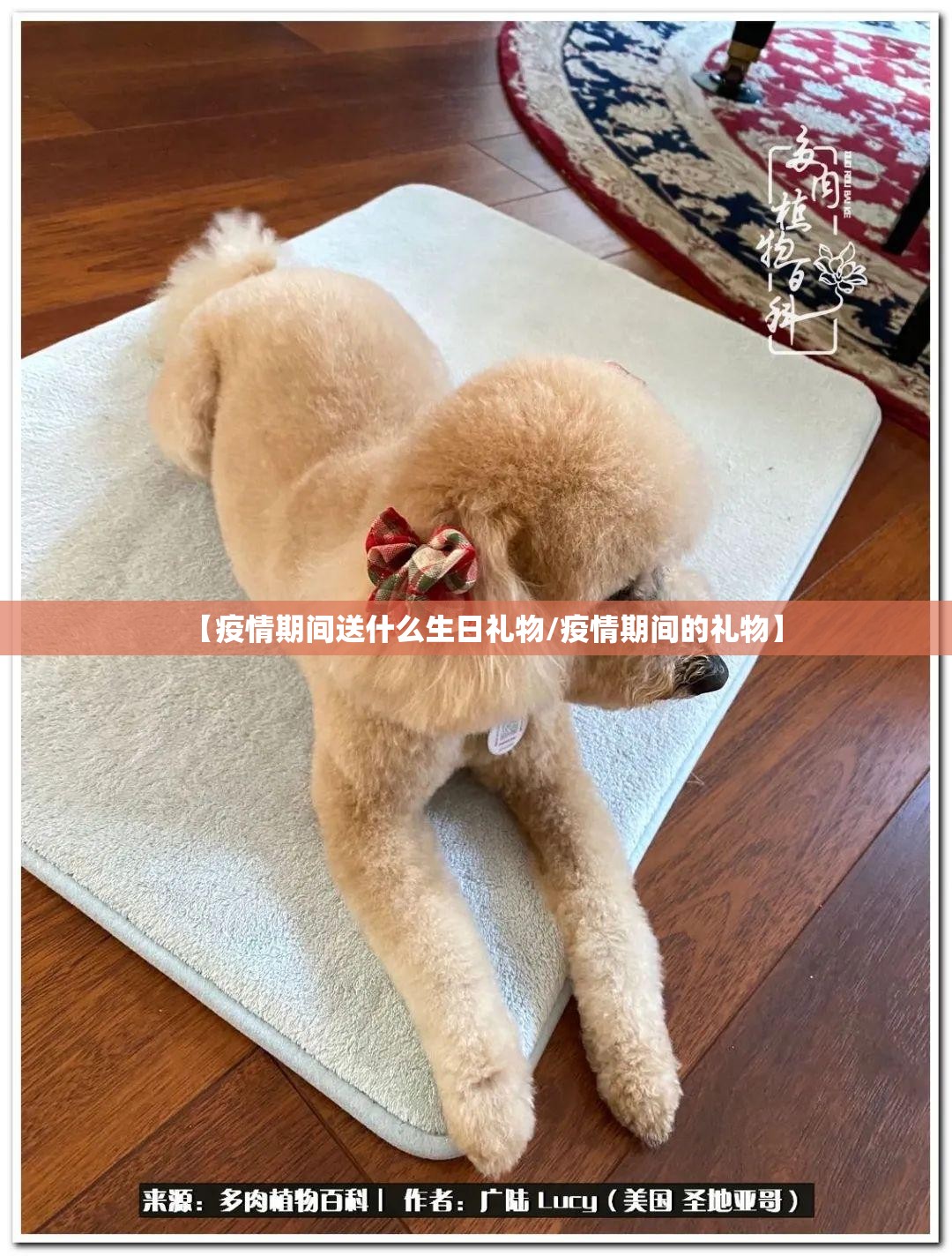 【疫情期间送什么生日礼物/疫情期间的礼物】