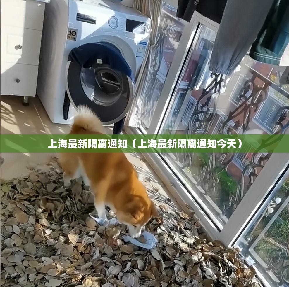 上海最新隔离通知（上海最新隔离通知今天）