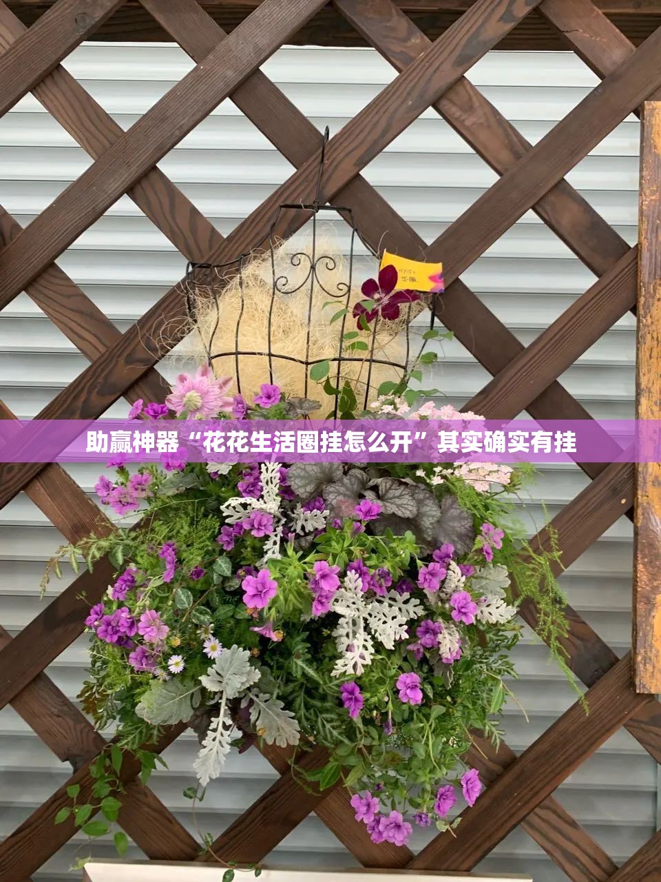 助赢神器“花花生活圈挂怎么开”其实确实有挂