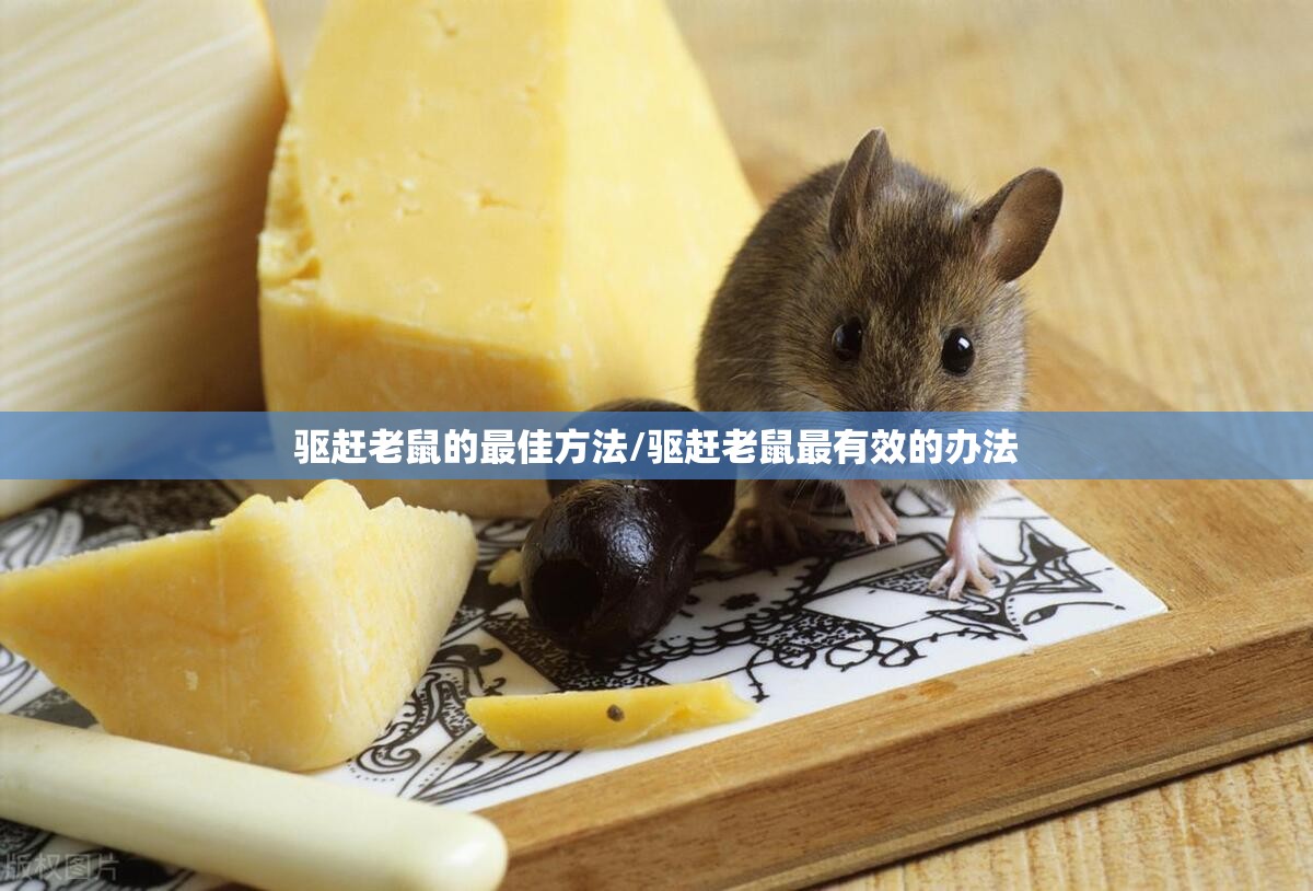 驱赶老鼠的最佳方法/驱赶老鼠最有效的办法