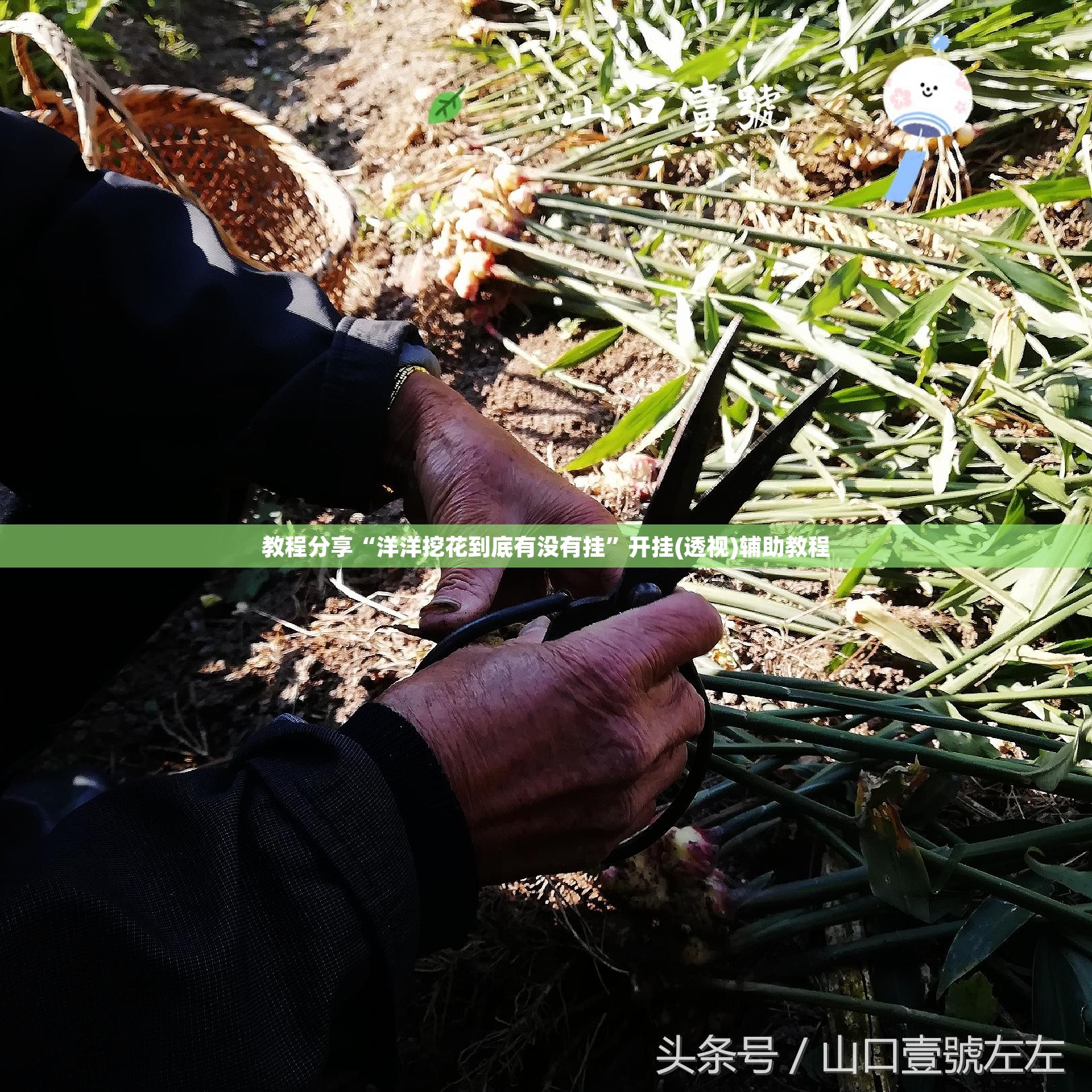 教程分享“洋洋挖花到底有没有挂”开挂(透视)辅助教程