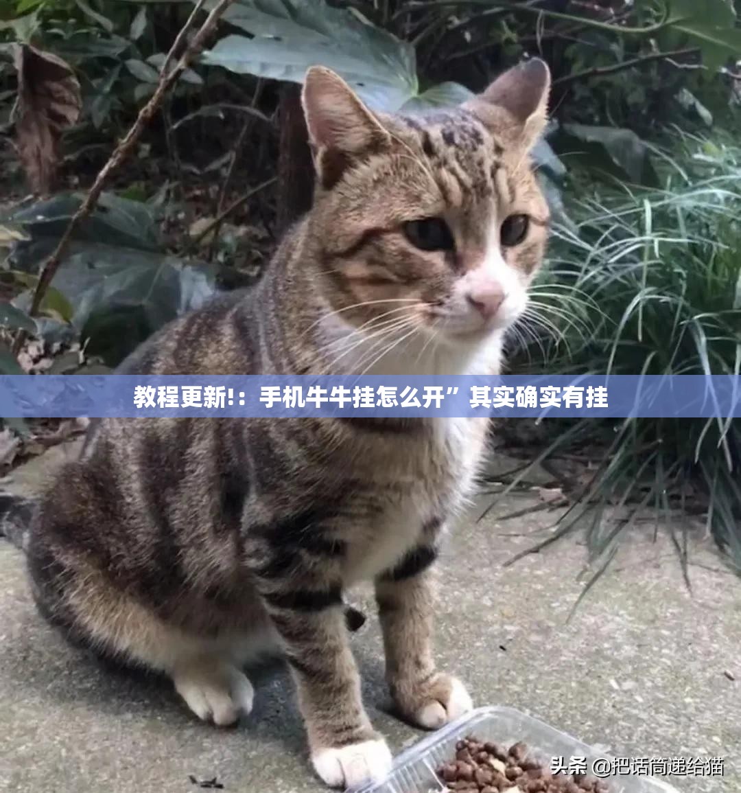 教程更新!：手机牛牛挂怎么开	”其实确实有挂