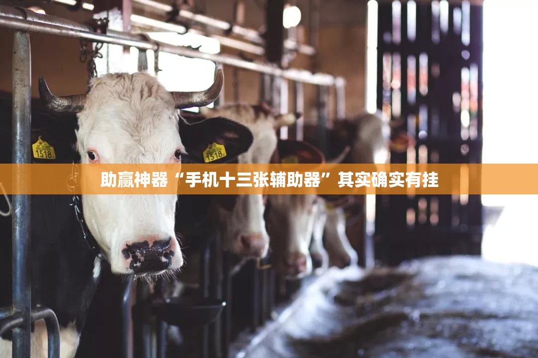 助赢神器“手机十三张辅助器”其实确实有挂