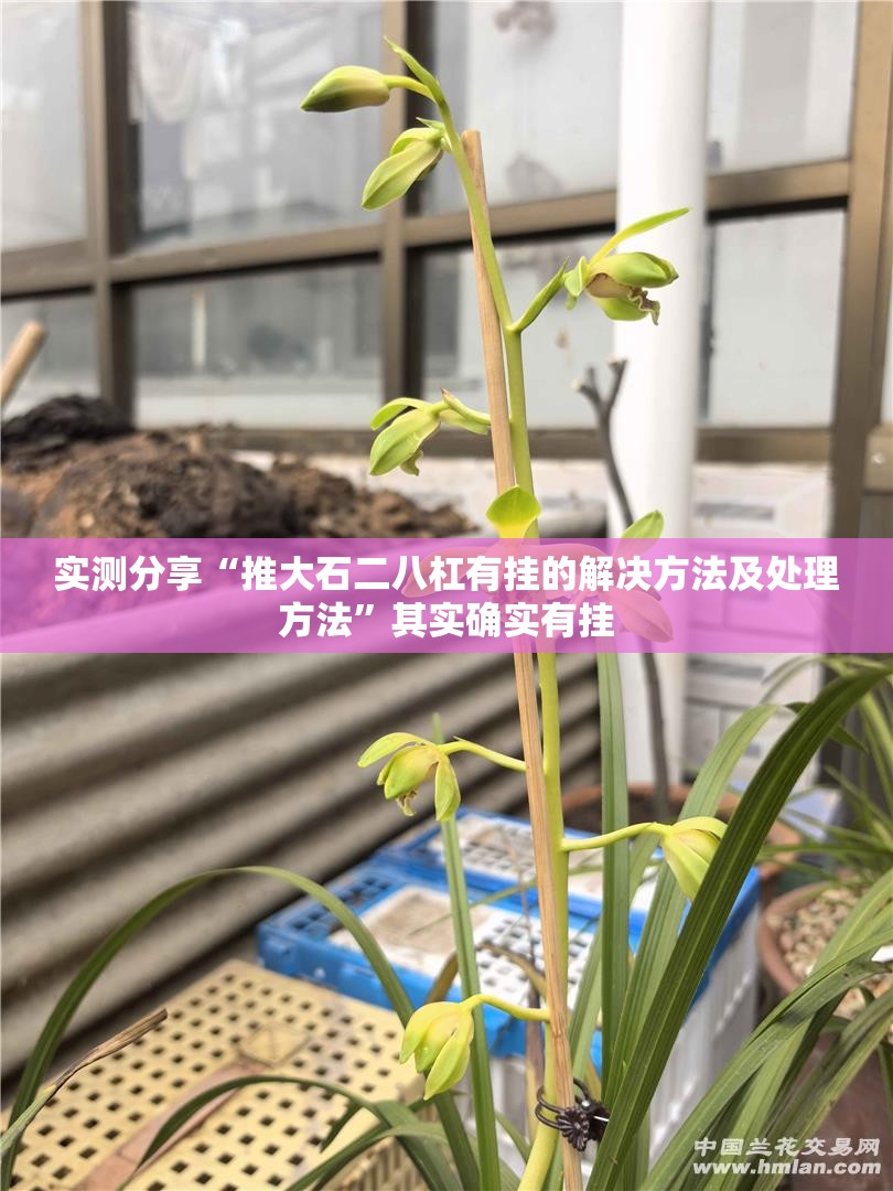 实测分享“推大石二八杠有挂的解决方法及处理方法	”其实确实有挂