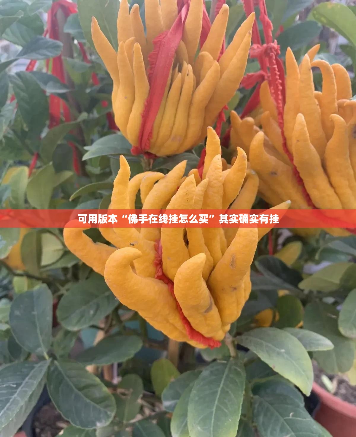 可用版本“佛手在线挂怎么买”其实确实有挂