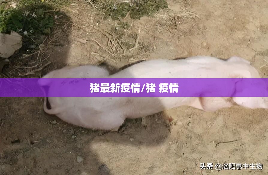 猪最新疫情/猪 疫情 猪最新疫情/猪 疫情