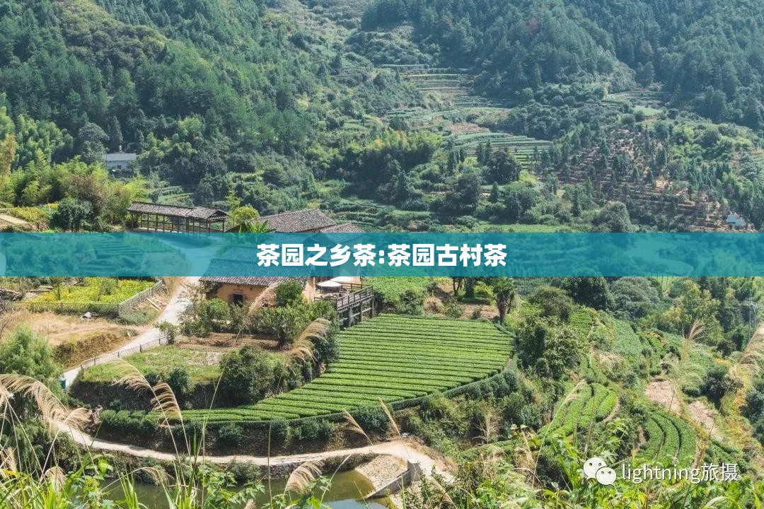 茶园之乡茶:茶园古村茶 茶园之乡茶:茶园古村茶