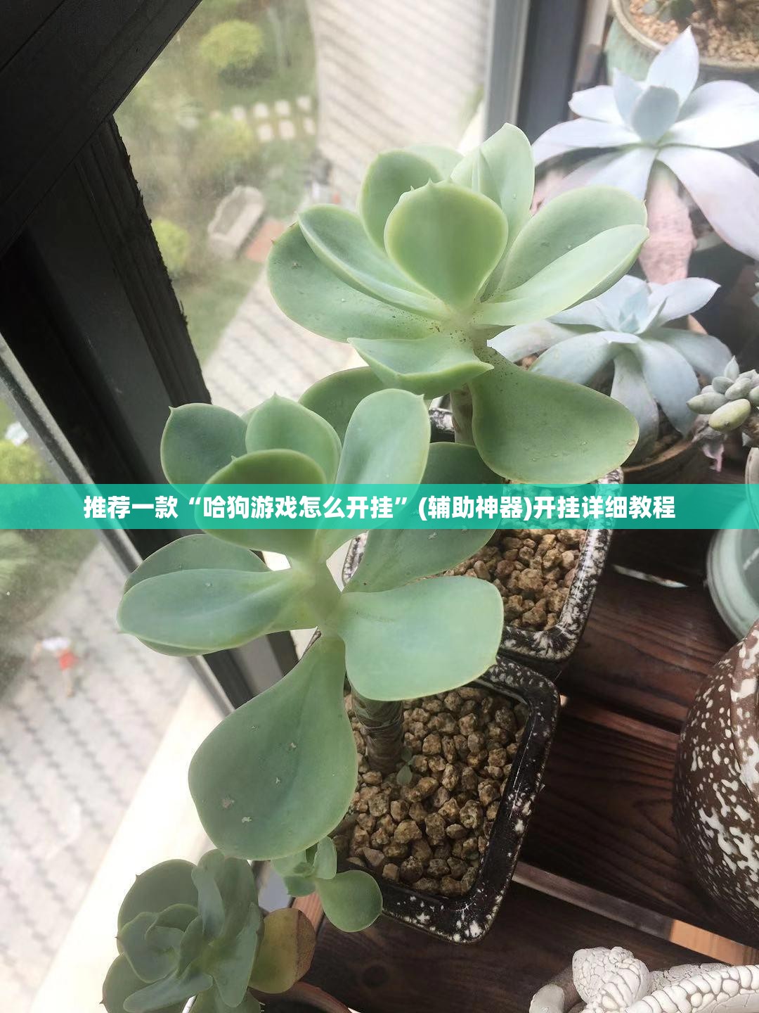 推荐一款“哈狗游戏怎么开挂”(辅助神器)开挂详细教程