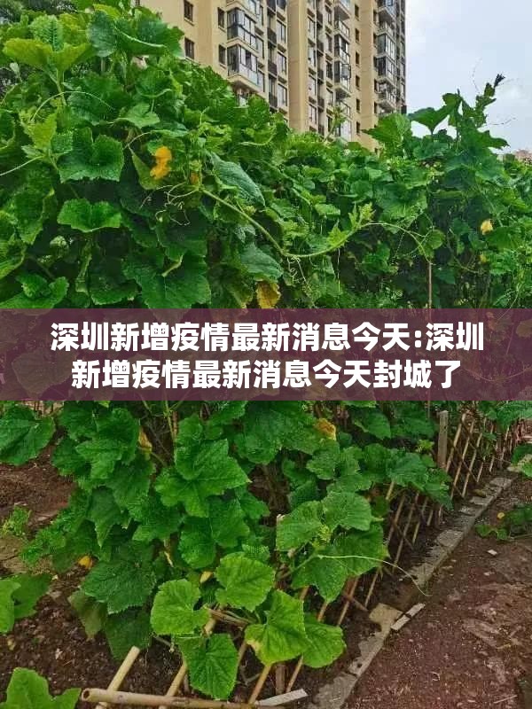 深圳新增疫情最新消息今天:深圳新增疫情最新消息今天封城了 深圳新增疫情最新消息今天:深圳新增疫情最新消息今天封城了