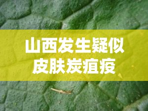 山西发生疑似皮肤炭疽疫情/山西发生疑似皮肤炭疽疫情怎么办 山西发生疑似皮肤炭疽疫情/山西发生疑似皮肤炭疽疫情怎么办