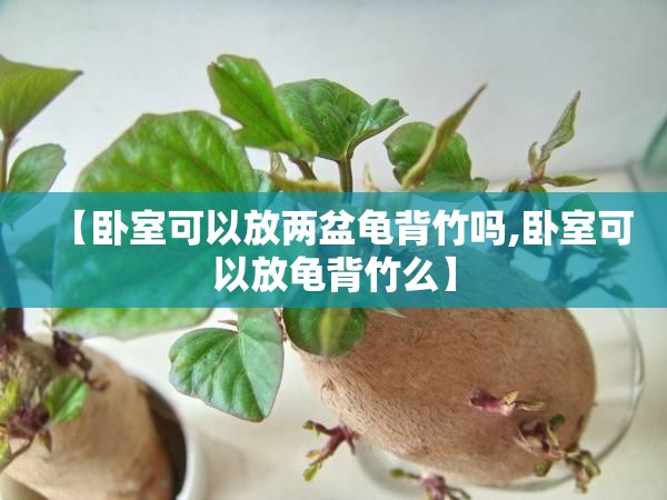【卧室可以放两盆龟背竹吗,卧室可以放龟背竹么】 【卧室可以放两盆龟背竹吗,卧室可以放龟背竹么】