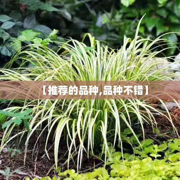 【推荐的品种,品种不错】 【推荐的品种,品种不错】