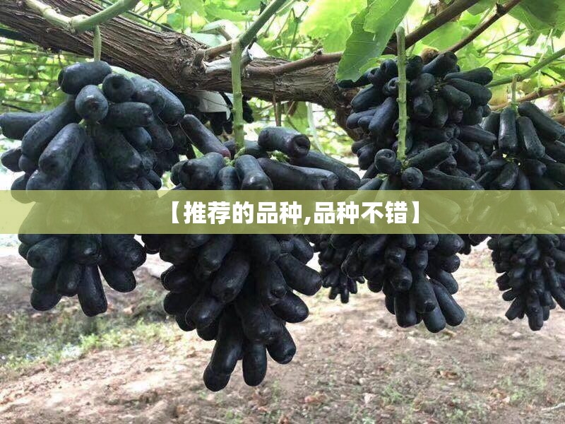 【推荐的品种,品种不错】 【推荐的品种,品种不错】