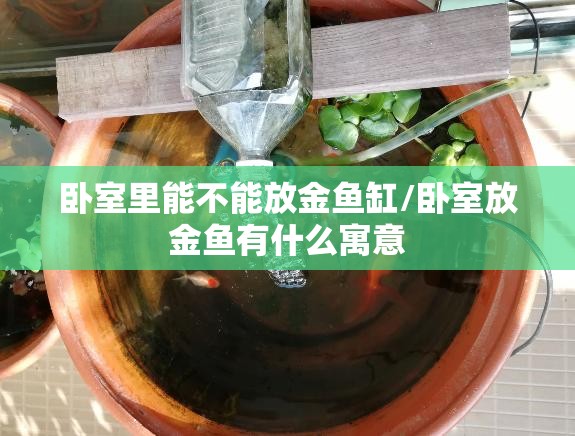 卧室里能不能放金鱼缸/卧室放金鱼有什么寓意 卧室里能不能放金鱼缸/卧室放金鱼有什么寓意