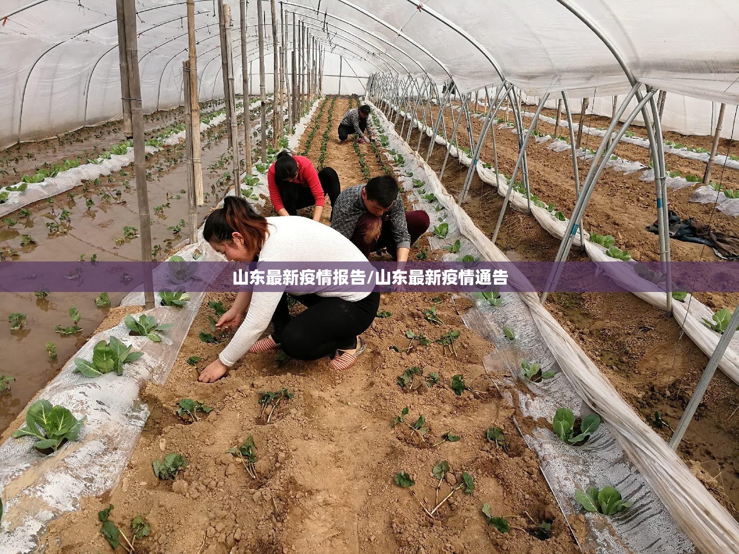 山东最新疫情报告/山东最新疫情通告 山东最新疫情报告/山东最新疫情通告