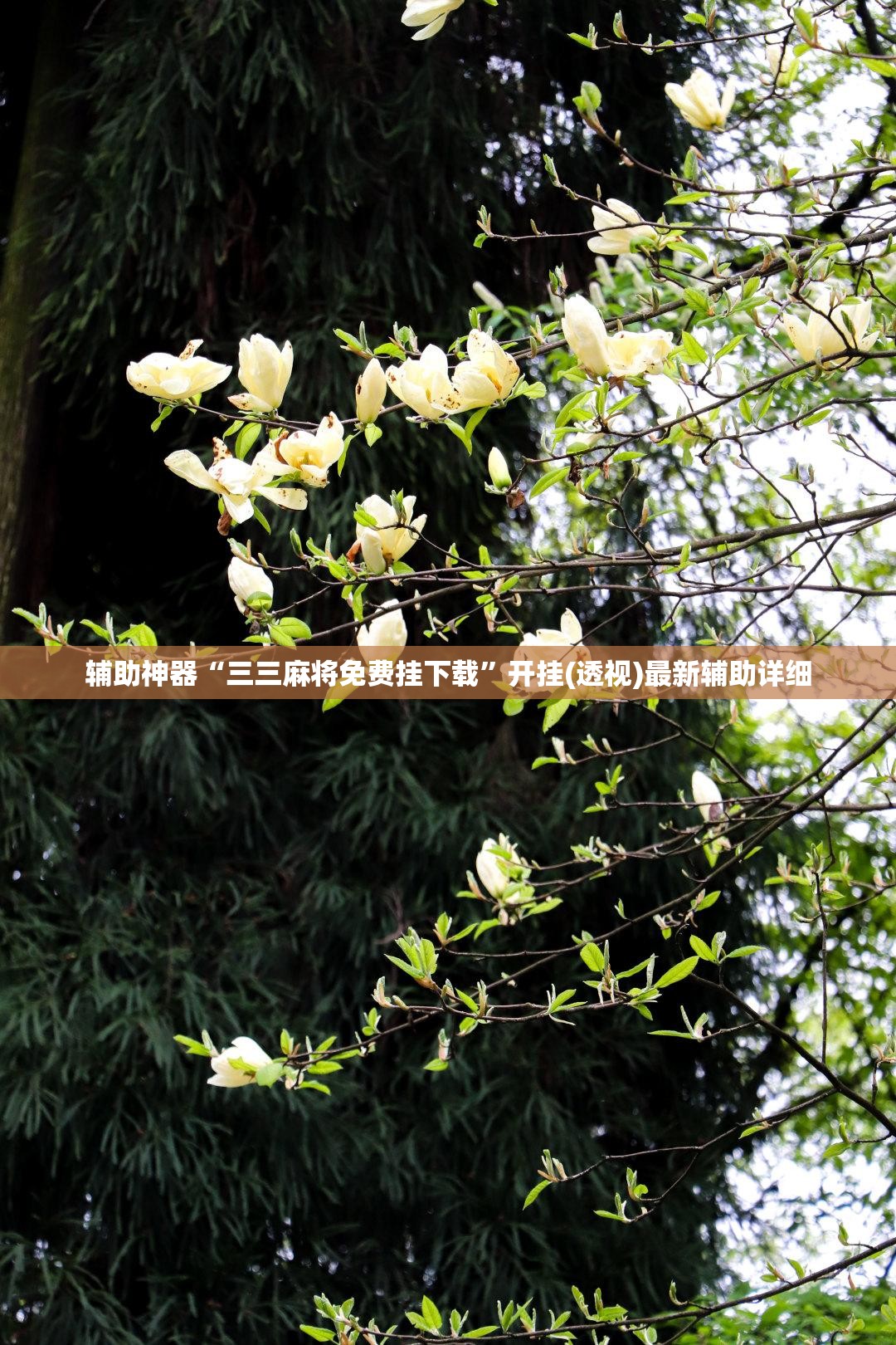 辅助神器“三三麻将免费挂下载”开挂(透视)最新辅助详细