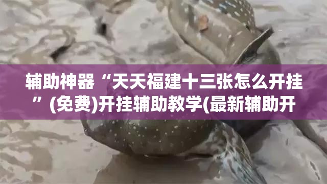 辅助神器“天天福建十三张怎么开挂	”(免费)开挂辅助教学(最新辅助开挂教程)