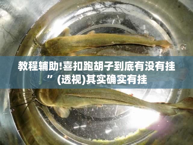 教程辅助!喜扣跑胡子到底有没有挂”(透视)其实确实有挂