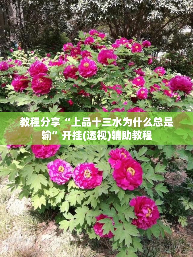 教程分享“上品十三水为什么总是输	”开挂(透视)辅助教程