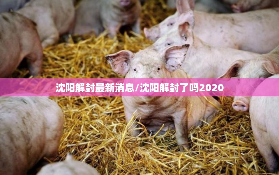 沈阳解封最新消息/沈阳解封了吗2020 沈阳解封最新消息/沈阳解封了吗2020