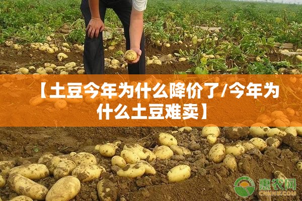 【土豆今年为什么降价了/今年为什么土豆难卖】