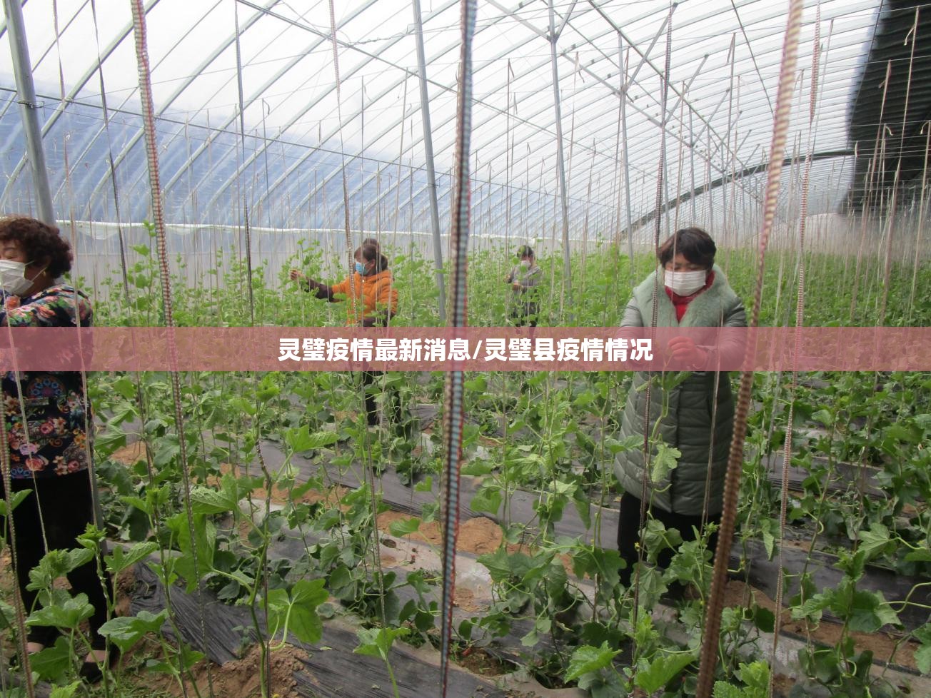 灵璧疫情最新消息/灵璧县疫情情况 灵璧疫情最新消息/灵璧县疫情情况
