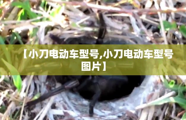 【小刀电动车型号,小刀电动车型号图片】