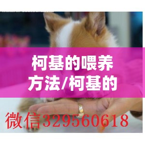 柯基的喂养方法/柯基的喂养方式 柯基的喂养方法/柯基的喂养方式