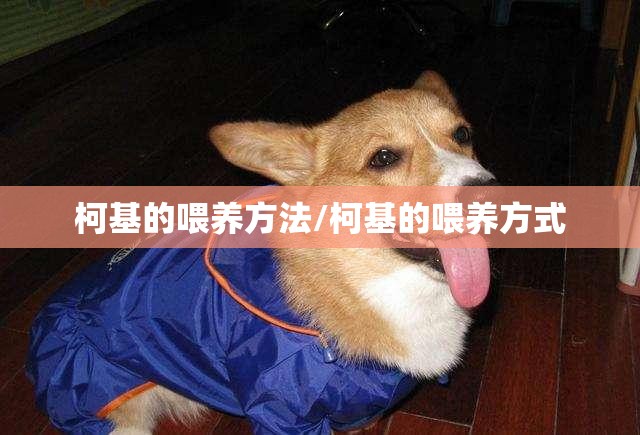 柯基的喂养方法/柯基的喂养方式 柯基的喂养方法/柯基的喂养方式