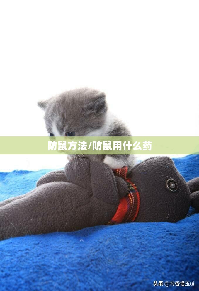 防鼠方法/防鼠用什么药