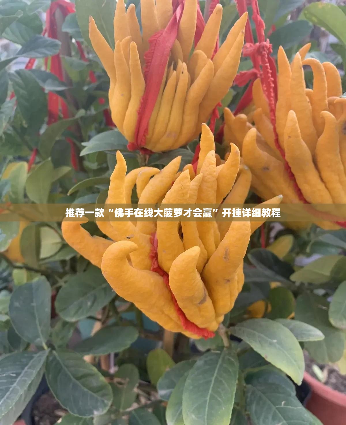 推荐一款“佛手在线大菠萝才会赢	”开挂详细教程
