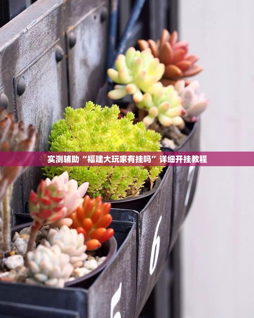 实测辅助“福建大玩家有挂吗”详细开挂教程