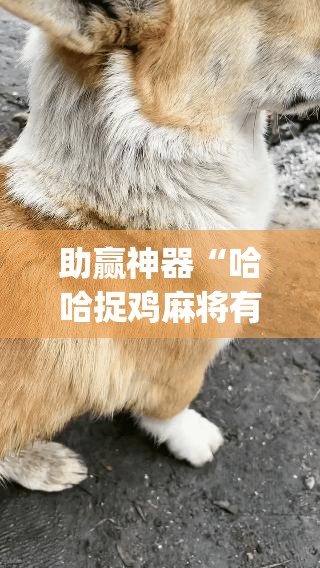 助赢神器“哈哈捉鸡麻将有挂吗”开挂(透视)辅助教程