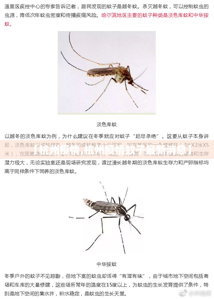 【杭州疫情,杭州疫情蚊子最新消息】