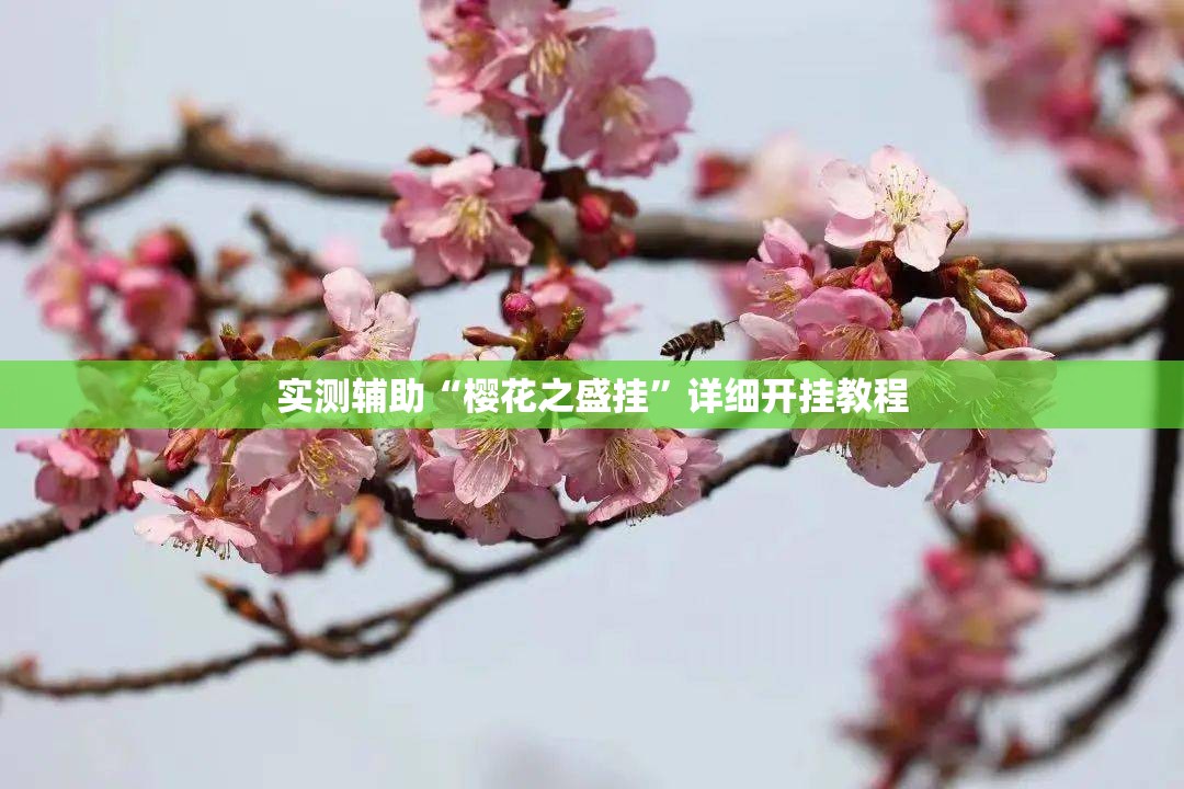 实测辅助“樱花之盛挂”详细开挂教程