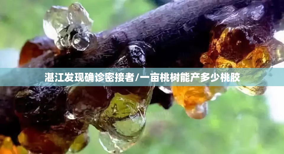 湛江发现确诊密接者/一亩桃树能产多少桃胶 湛江发现确诊密接者/一亩桃树能产多少桃胶