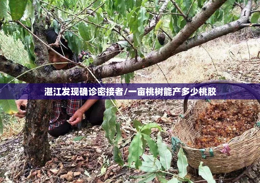 湛江发现确诊密接者/一亩桃树能产多少桃胶 湛江发现确诊密接者/一亩桃树能产多少桃胶