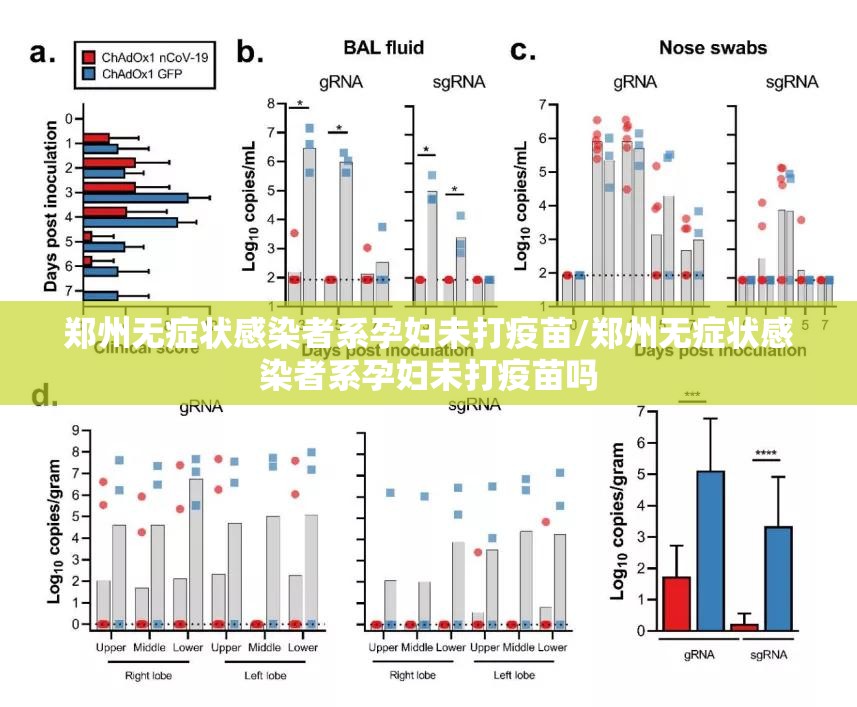 郑州无症状感染者系孕妇未打疫苗/郑州无症状感染者系孕妇未打疫苗吗