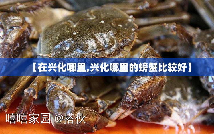 【在兴化哪里,兴化哪里的螃蟹比较好】 【在兴化哪里,兴化哪里的螃蟹比较好】