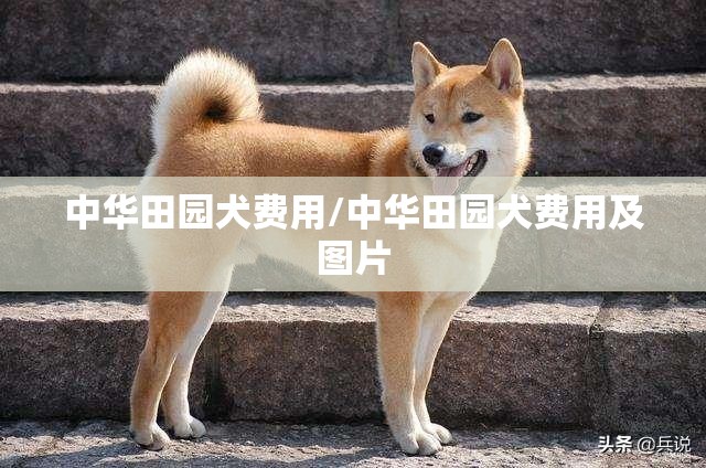 中华田园犬费用/中华田园犬费用及图片 中华田园犬费用/中华田园犬费用及图片