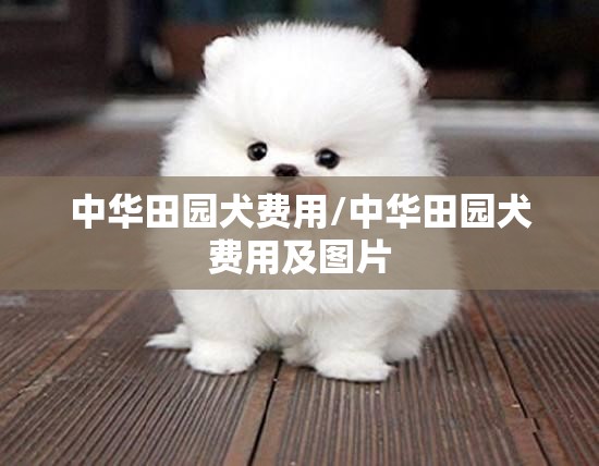 中华田园犬费用/中华田园犬费用及图片 中华田园犬费用/中华田园犬费用及图片