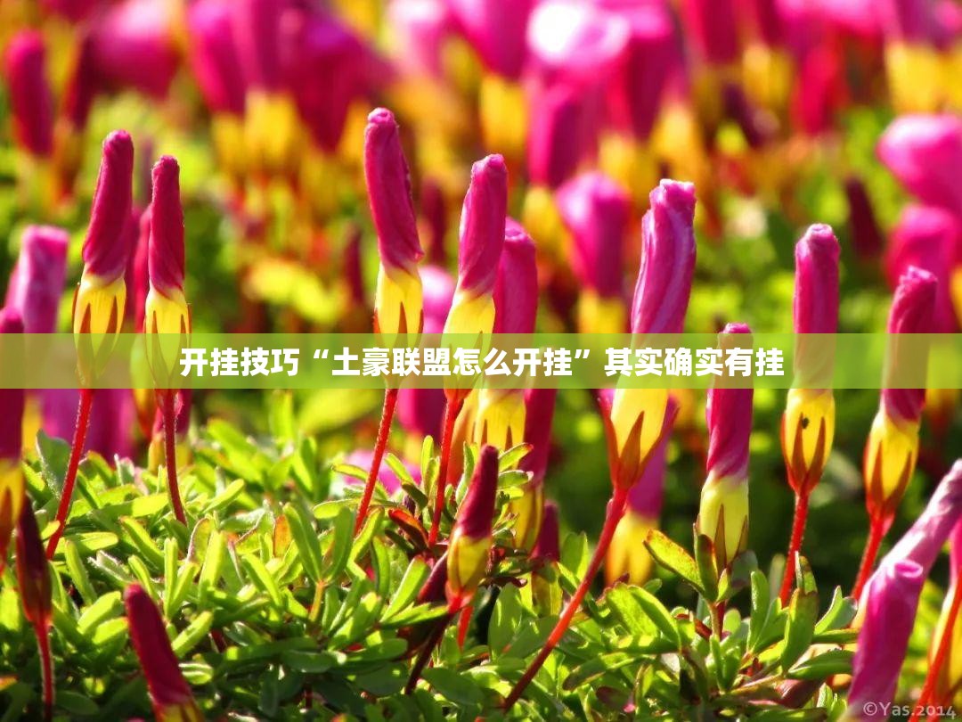 开挂技巧“土豪联盟怎么开挂”其实确实有挂
