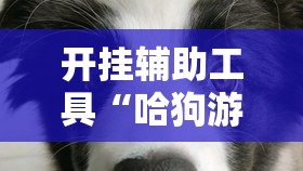 开挂辅助工具“哈狗游戏十三道怎么才能赢	”细辅助教程分享